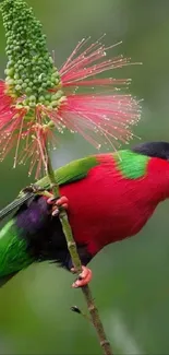 Colorful parrot perched on branch, vibrant mobile wallpaper.