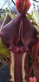 Close-up of an exotic burgundy pitcher plant with detailed textures.