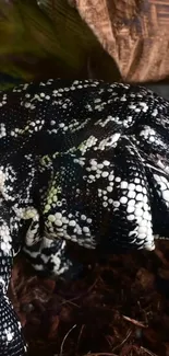 Close-up of reptile scales, black and white pattern.