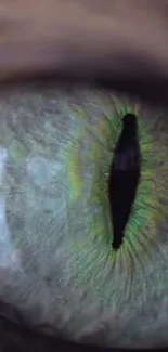 Close-up view of a vibrant green reptile eye with detailed textures.