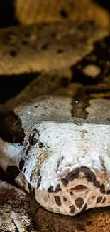 Close-up view of a snake's face in natural surroundings.