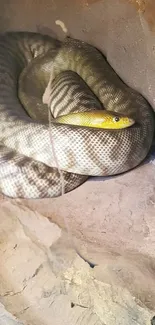 Coiled snake in natural setting, highlighting its patterns.