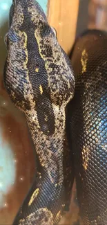 Exotic snake wrapped around rustic wood against a colorful blurred background.