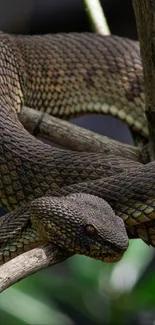 Exotic snake coiled on a tree branch amidst lush green foliage.