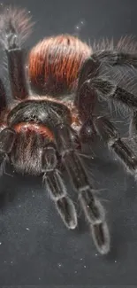 Striking tarantula on a dark background, close-up mobile wallpaper.