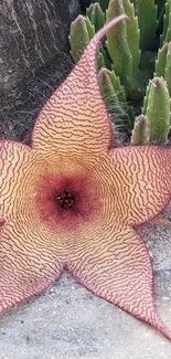 Starfish cactus flower with green background