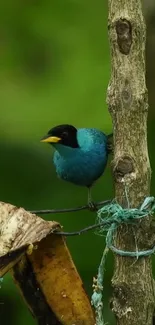 Exotic teal songbird perched in lush green natural setting.