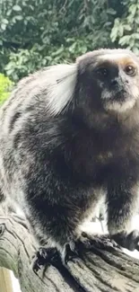 Tiny exotic monkey perched on wood branch in nature.