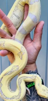 Close-up of a yellow snake wrapped around a tattooed arm.