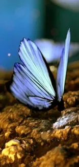 Blue butterfly on moss in nature wallpaper.