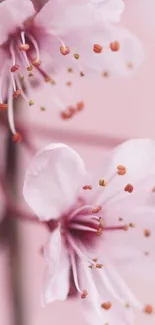 Delicate pink cherry blossoms on a branch, perfect for mobile wallpaper.