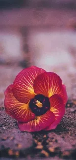 Vibrant red flower on textured surface wallpaper.