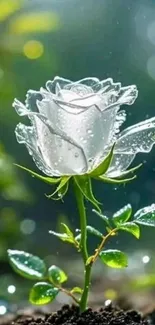 White rose with dewdrops in green background.