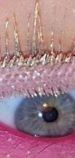 Close-up of an eye with pink accents and gold lashes.