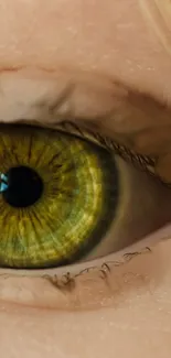 Eye Eyelash Human Body Live Wallpaper