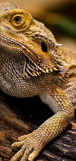 Eye Reptile Lizard Live Wallpaper