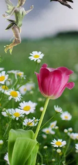 Enchanting green field with fairy, pink tulip, and white daisies.