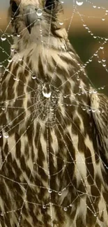 Falcon behind dew-covered spider web.