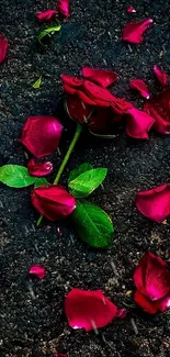 Fallen red rose petals on dark textured surface.