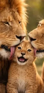 Family of Lions Wallpaper Live Wallpaper