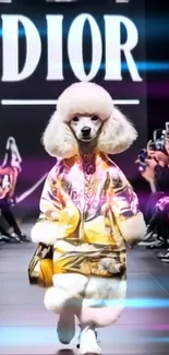 Poodle in stylish attire walking on a fashion runway.