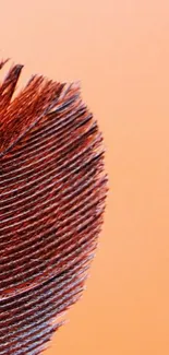 Close-up of a feather against an orange background.