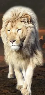 Felidae Carnivore Lion Live Wallpaper