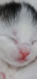 Close-up of a cute, sleeping kitten with white fur and a pink nose.