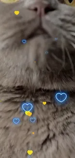 Close-up of a gray cat with blue and yellow heart accents on fur.