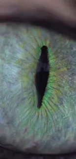 Close-up of a green feline eye with intricate patterns and vibrant hues.