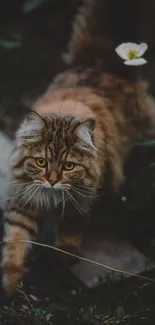 Majestic cat strolling through nature, perfect mobile wallpaper.