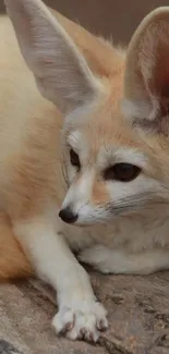 Fennec fox lying down showcasing its large ears and calm demeanor.