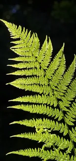 Fern leaf illuminated by sunlight, vibrant green against a dark backdrop.