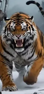 Ferocious tiger charging through snowy landscape.