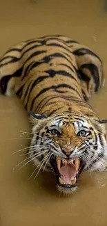 Fierce tiger swimming in muddy water, showing its sharp teeth, intense expression.