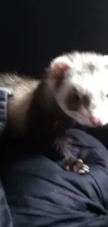 Curious ferret peeks from dark shadows in mobile wallpaper.