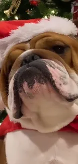 Bulldog wearing Santa hat next to Christmas tree.