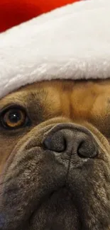 Adorable bulldog wearing a Santa hat on a festive wallpaper.