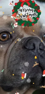 Bulldog in Santa hat with festive Christmas wreath.