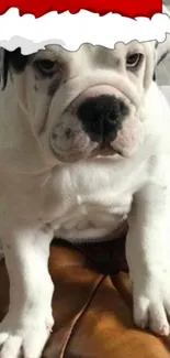 Bulldog puppy wearing a Santa hat on a mobile wallpaper.