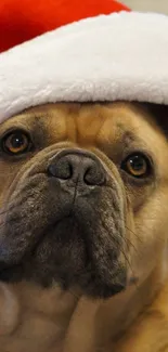 French Bulldog wearing a Santa hat, looking festive and cute.