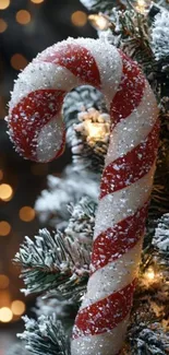 Candy cane hanging on a snowy Christmas tree.