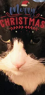 Festive Christmas cat wallpaper with Merry Christmas text.