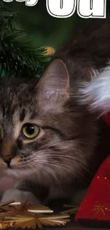 Cat nestled among Christmas decorations with a festive red background.