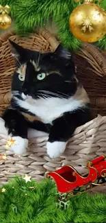 Calico cat in Christmas basket with festive decorations.