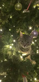 Cat nestled in a decorated Christmas tree with bright festive lights.