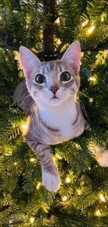 Cat nestled in a Christmas tree with festive lights.