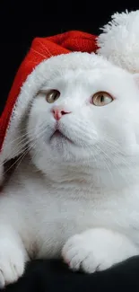 White cat wearing a festive Santa hat on black background.