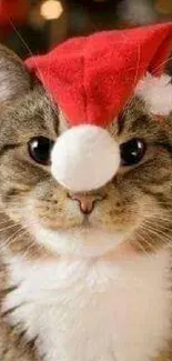 Cute cat wearing a red Santa hat for holiday wallpaper.