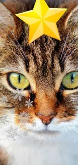 Tabby cat with a yellow star hat on festive wallpaper background.